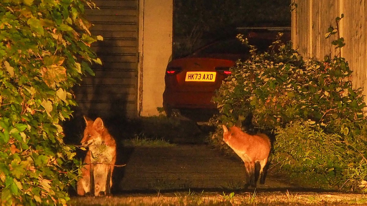 Portchester residents report fox gangs damaging cars and brakes, prompting traps and deterrents