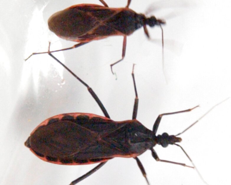 Experts Say Chagas Disease Has Quietly Spread Across the U.S.; Call for Endemic Label Change