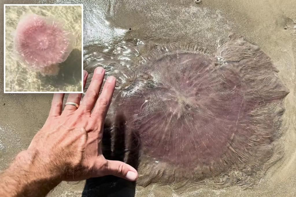 Rare pink meanie jellyfish wash ashore along Texas coast with 70-foot tentacles