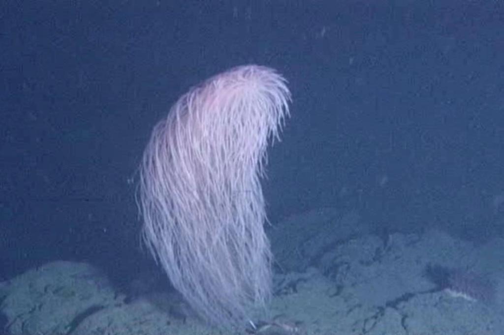 New deep-sea coral named after Chewbacca