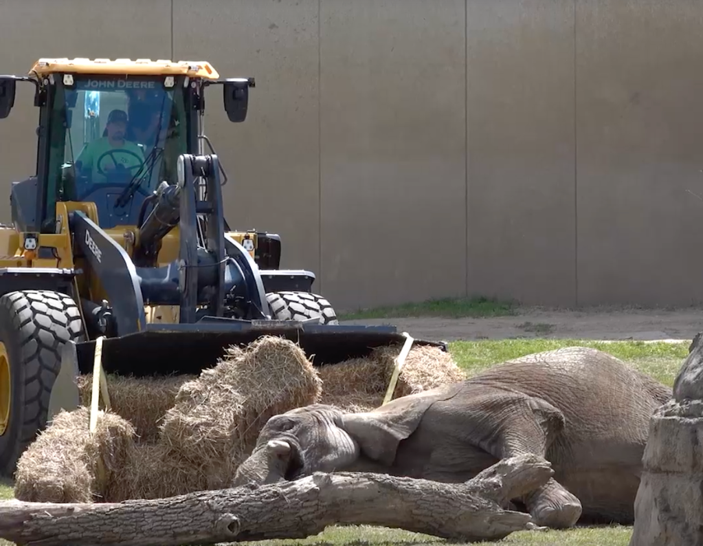 Ruth walking away after being helped up
