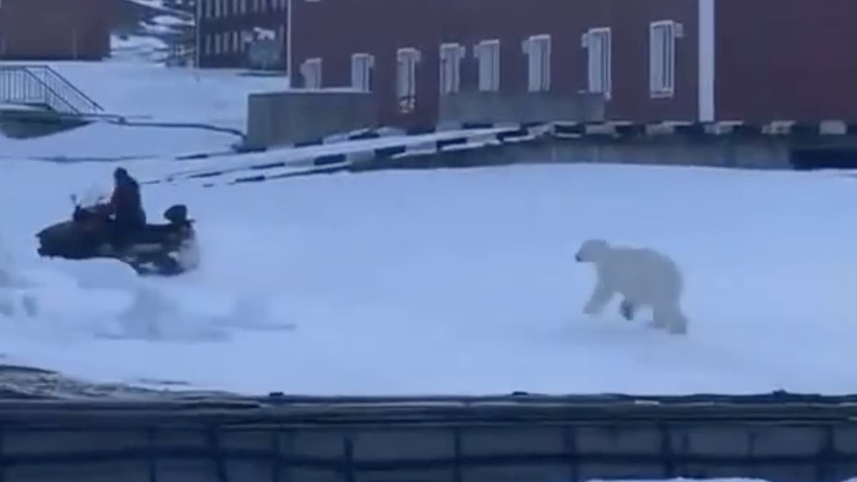 Bear encounters captured on video highlight mounting global risks in changing habitats