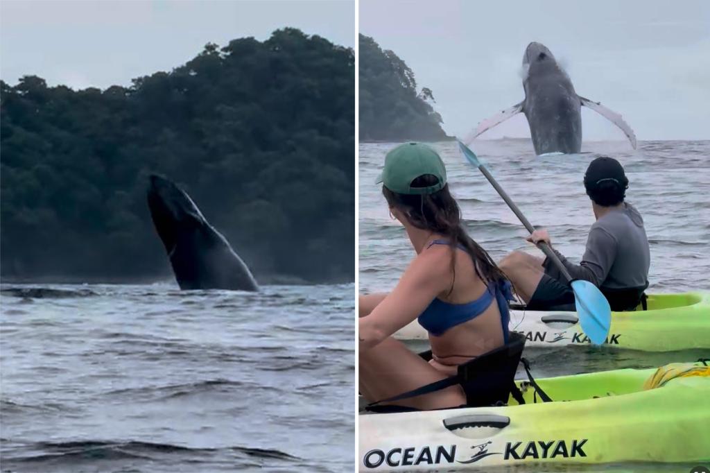 Kayakers Witness Playful Humpback Whale and Calf Breach Off Costa Rica