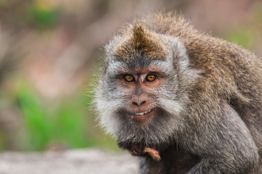 Monkey at Bali sanctuary crowd
