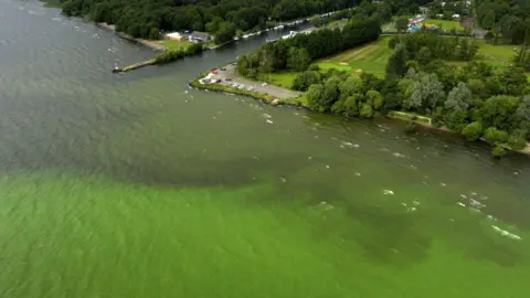 Shoreline affected by algal blooms at Lough Neagh