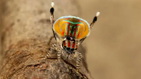Male peacock spider displaying its abdominal pattern
