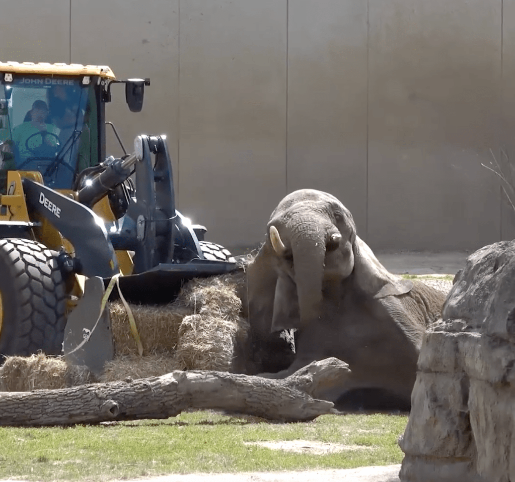 Ruth in her enclosure after the incident