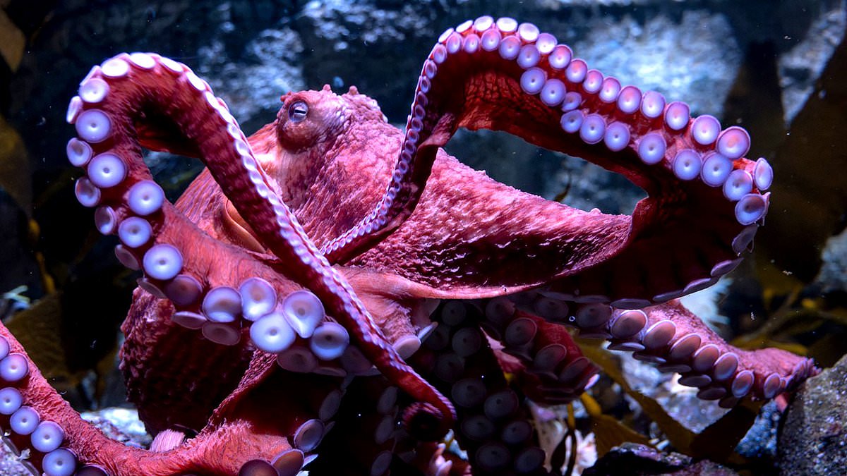 Terminally ill giant Pacific octopus guards unfertilized eggs as life nears end