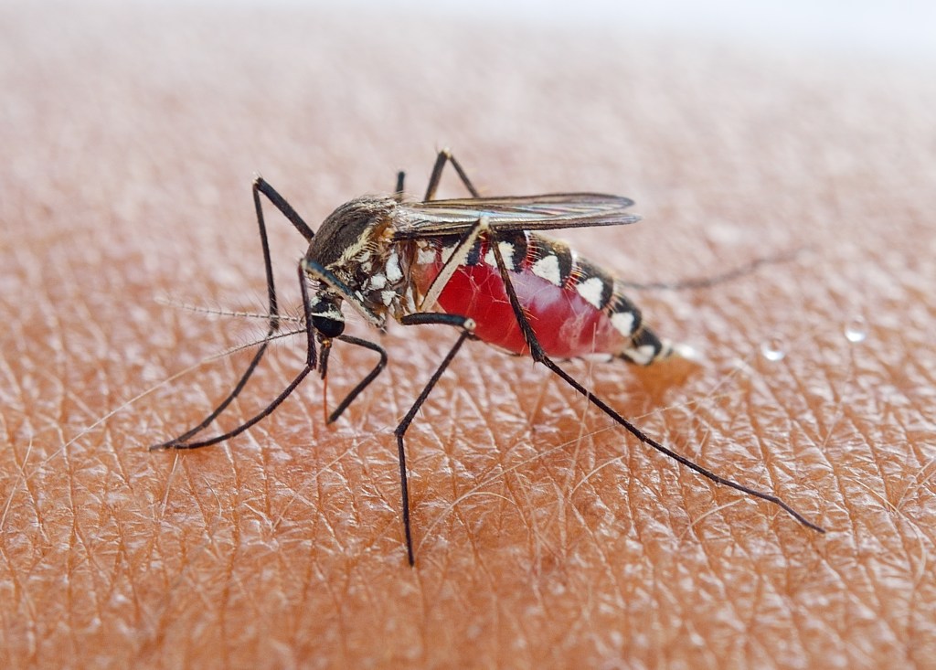 mosquito feeding on skin