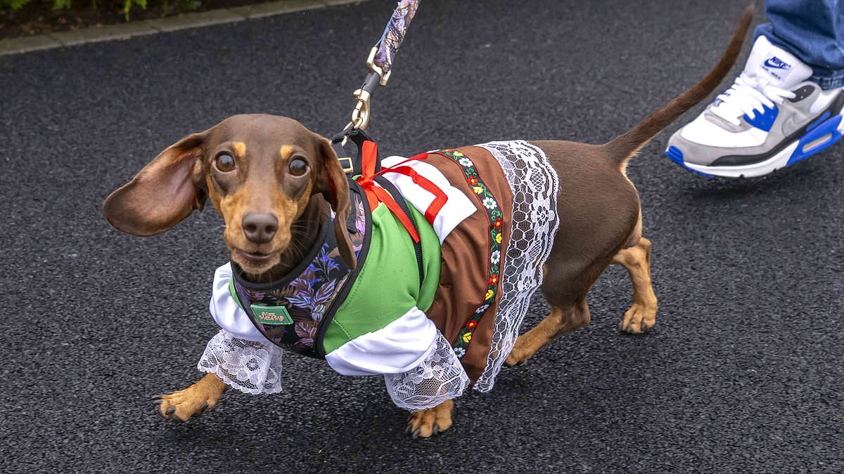Top dog! Pooches race in Chester’s first dachshund derby, winner bags champagne