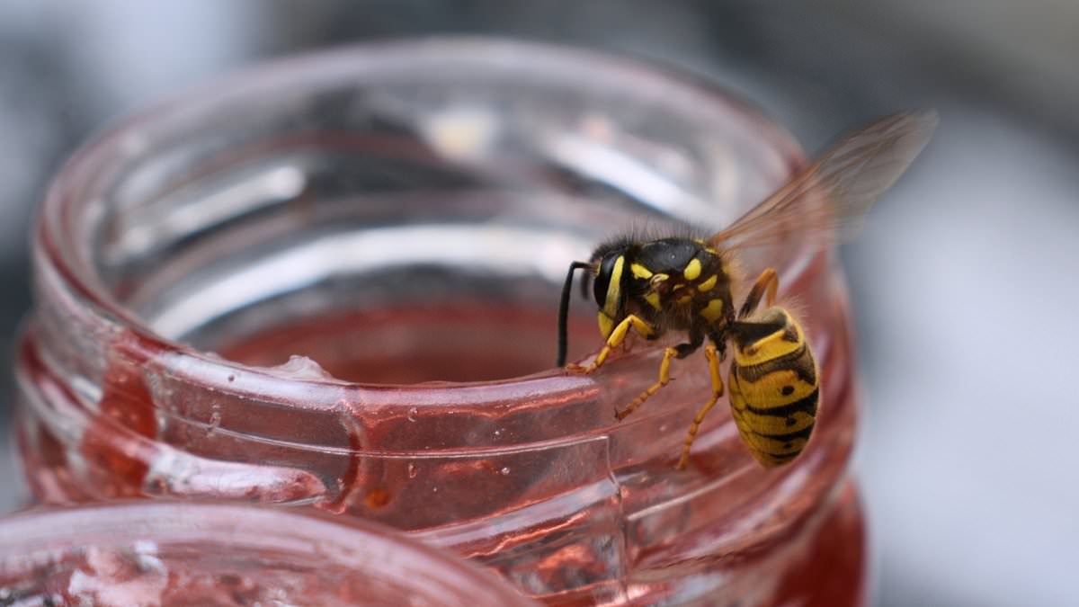 Wasps Most Aggressive in September After Hot Summer, Pest Expert Says — How to Avoid Stings