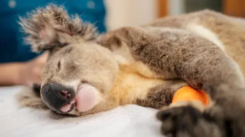 Australia approves world-first single-dose vaccine to curb koala chlamydia epidemic