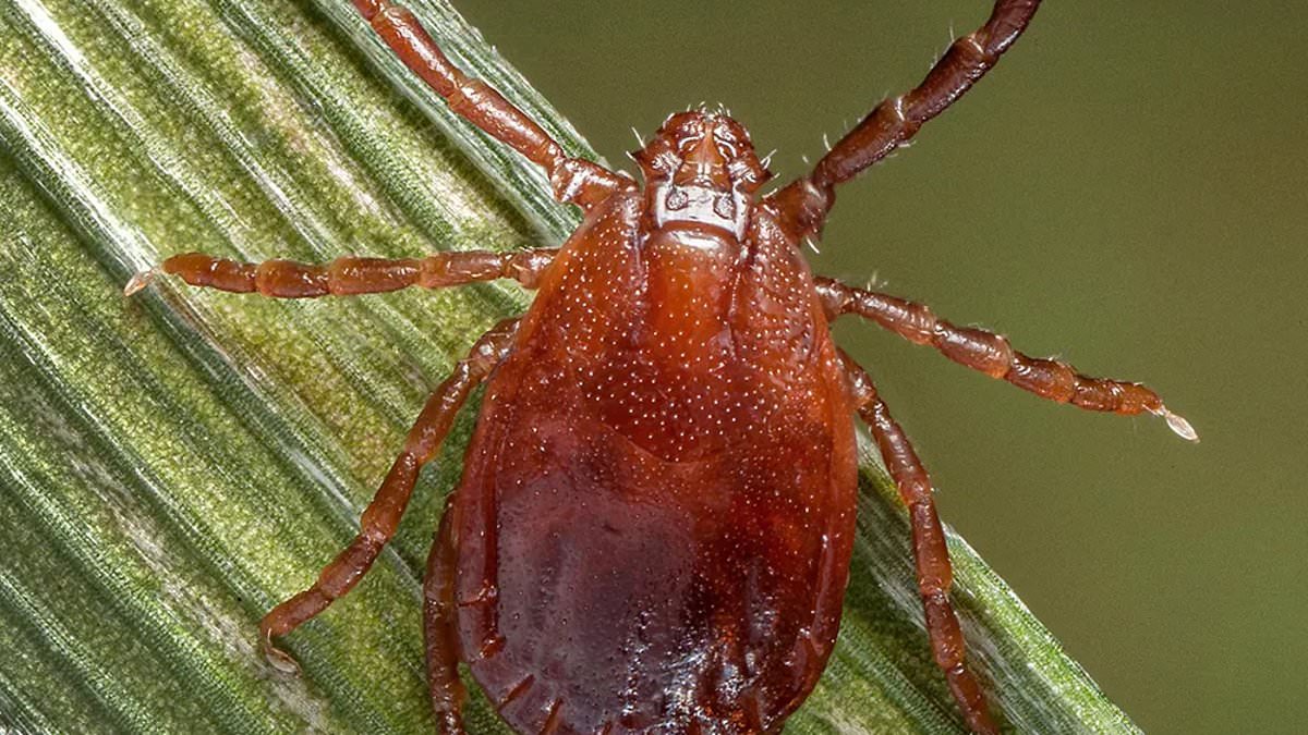 Asian longhorned tick confirmed in Maine, 25th U.S. state