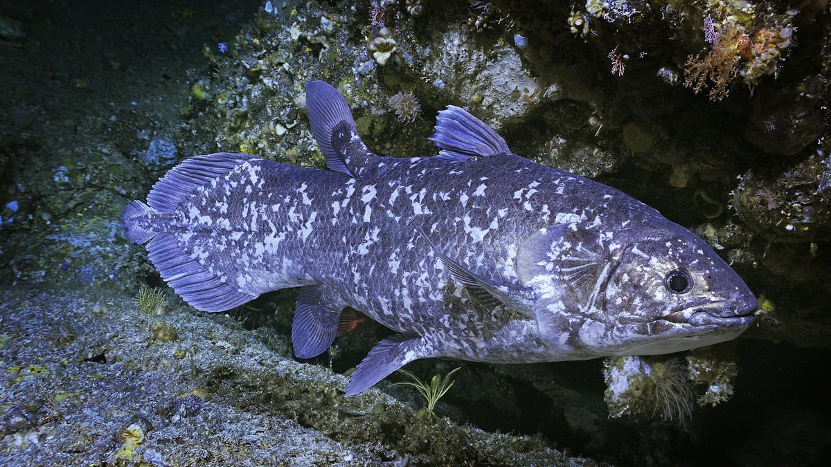 Deep Ocean: Kingdom Of The Coelacanth review: Attenborough revisits a living fossil with a modern expedition