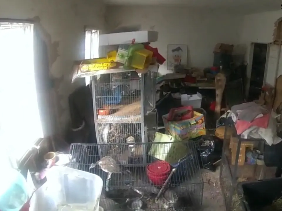 Exotic animals rescued from Warwick property