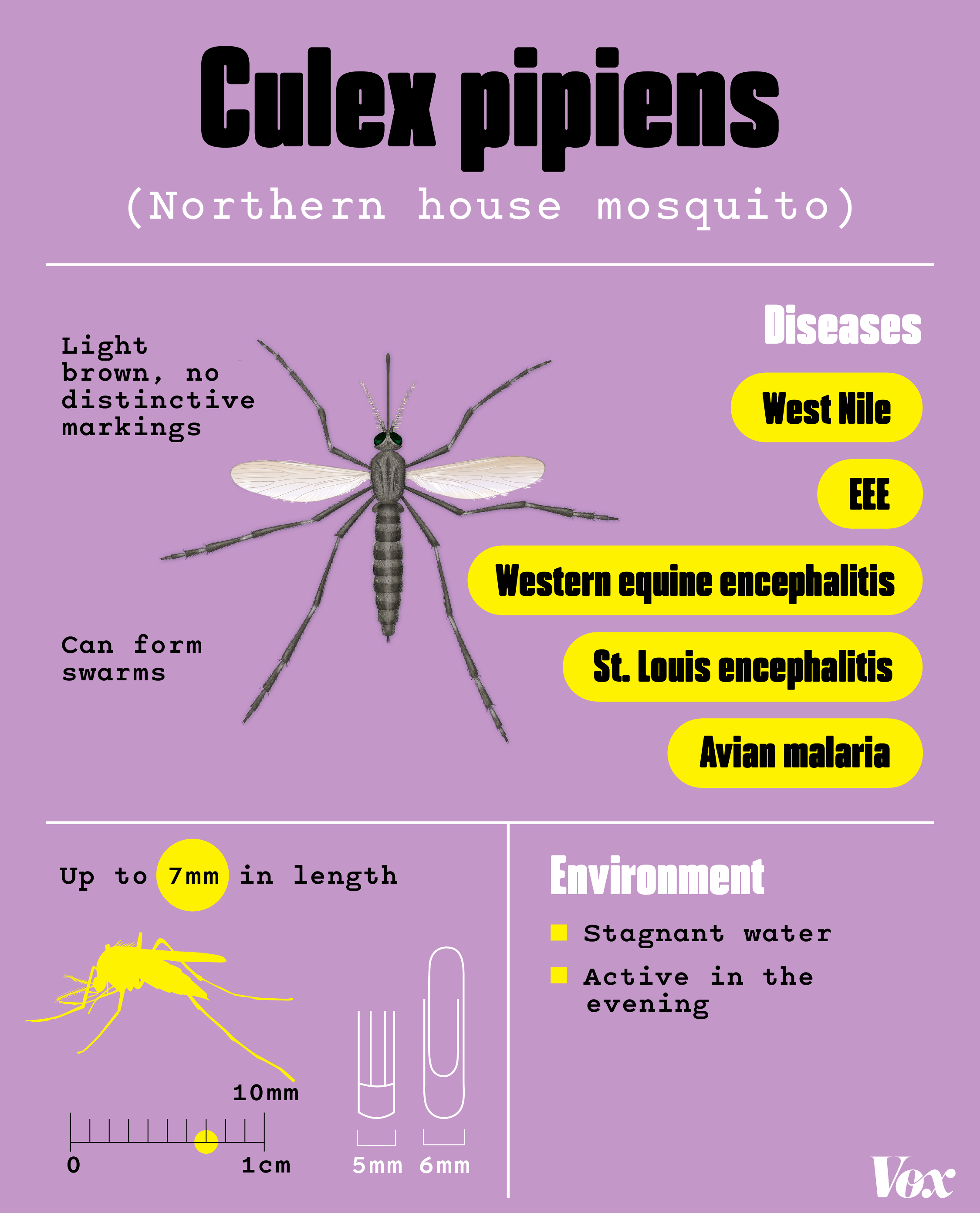 7 mosquitoes to watch in the U.S. as warming and urbanization expand disease risk