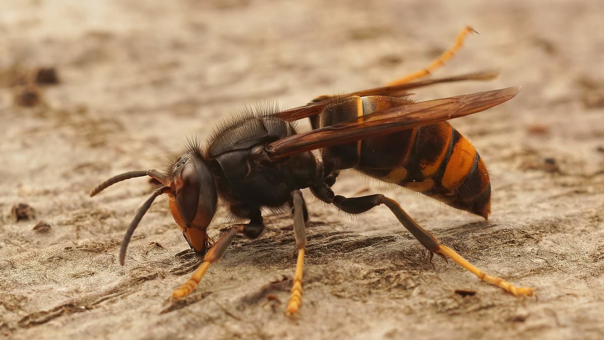 Experts warn Jersey stronghold of invasive Asian hornets could accelerate spread to UK