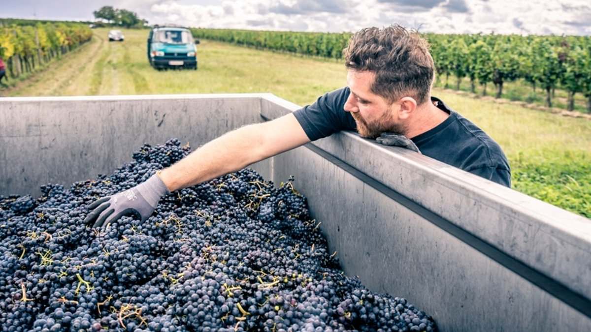 Naked Wines lifts profit outlook as strategy aims for smaller, more profitable business