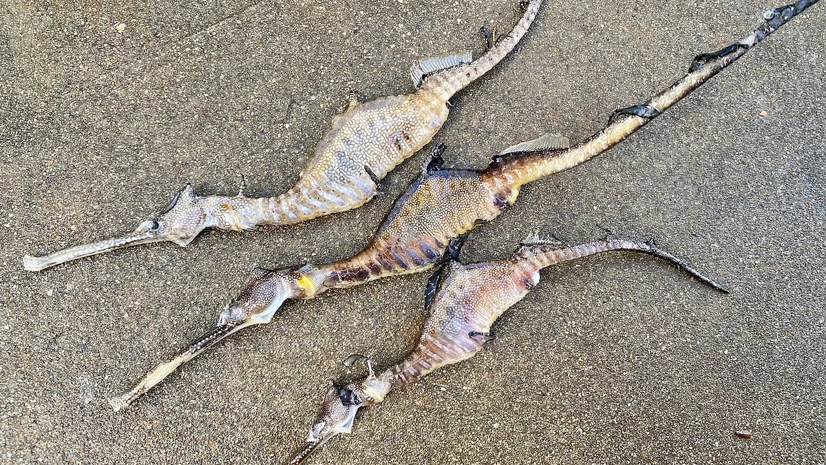 Toxic algal bloom off Adelaide kills more than 34,000 marine animals, turns beaches into 'marine graveyard'