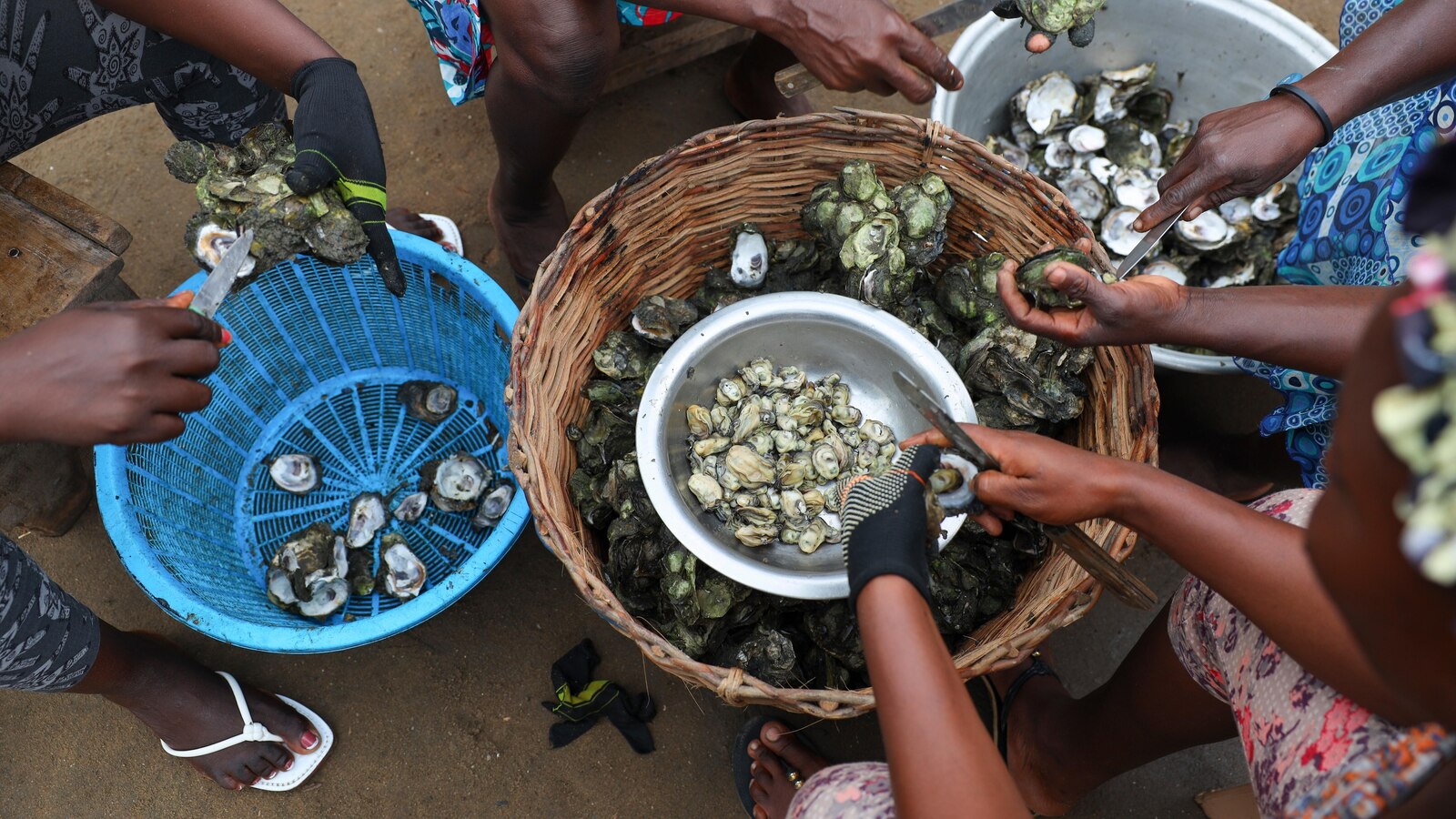 Ghana’s oyster farmers revive mangrove-based livelihoods amid climate threats