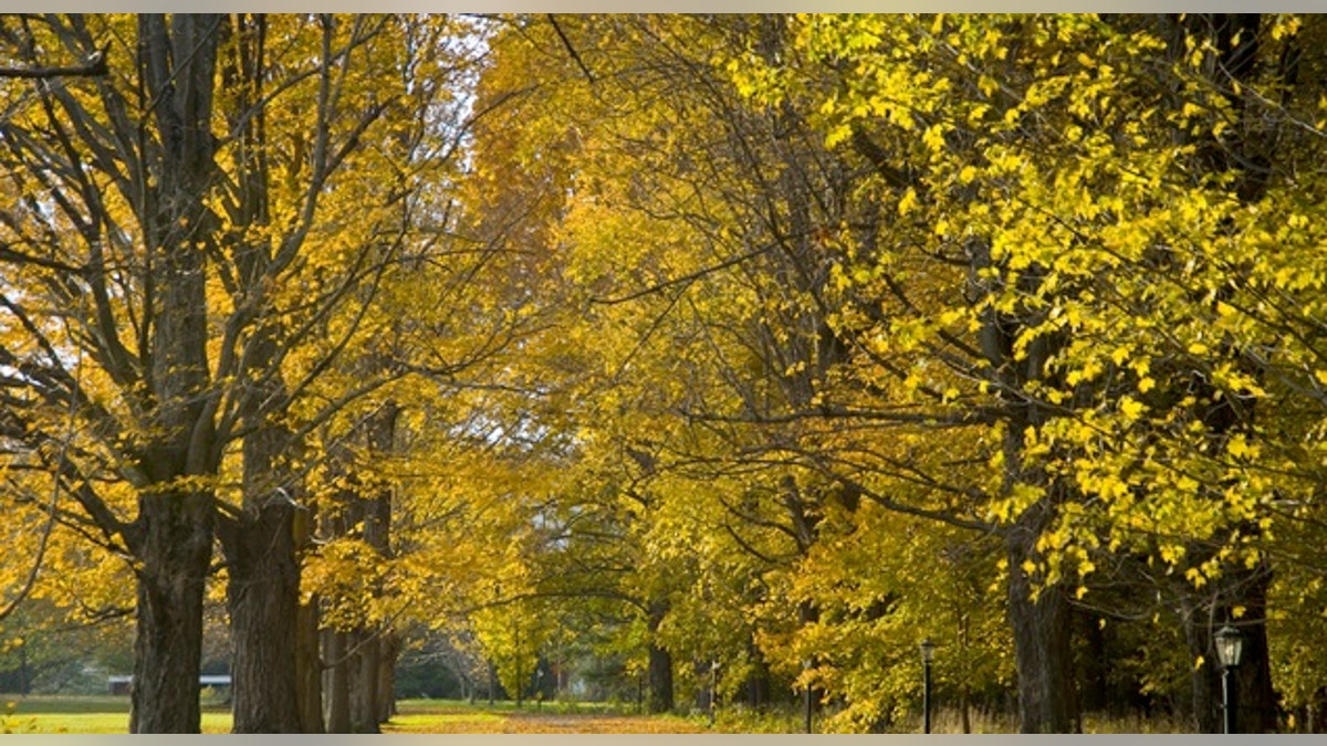 Leaf Peeping in the Berkshires
