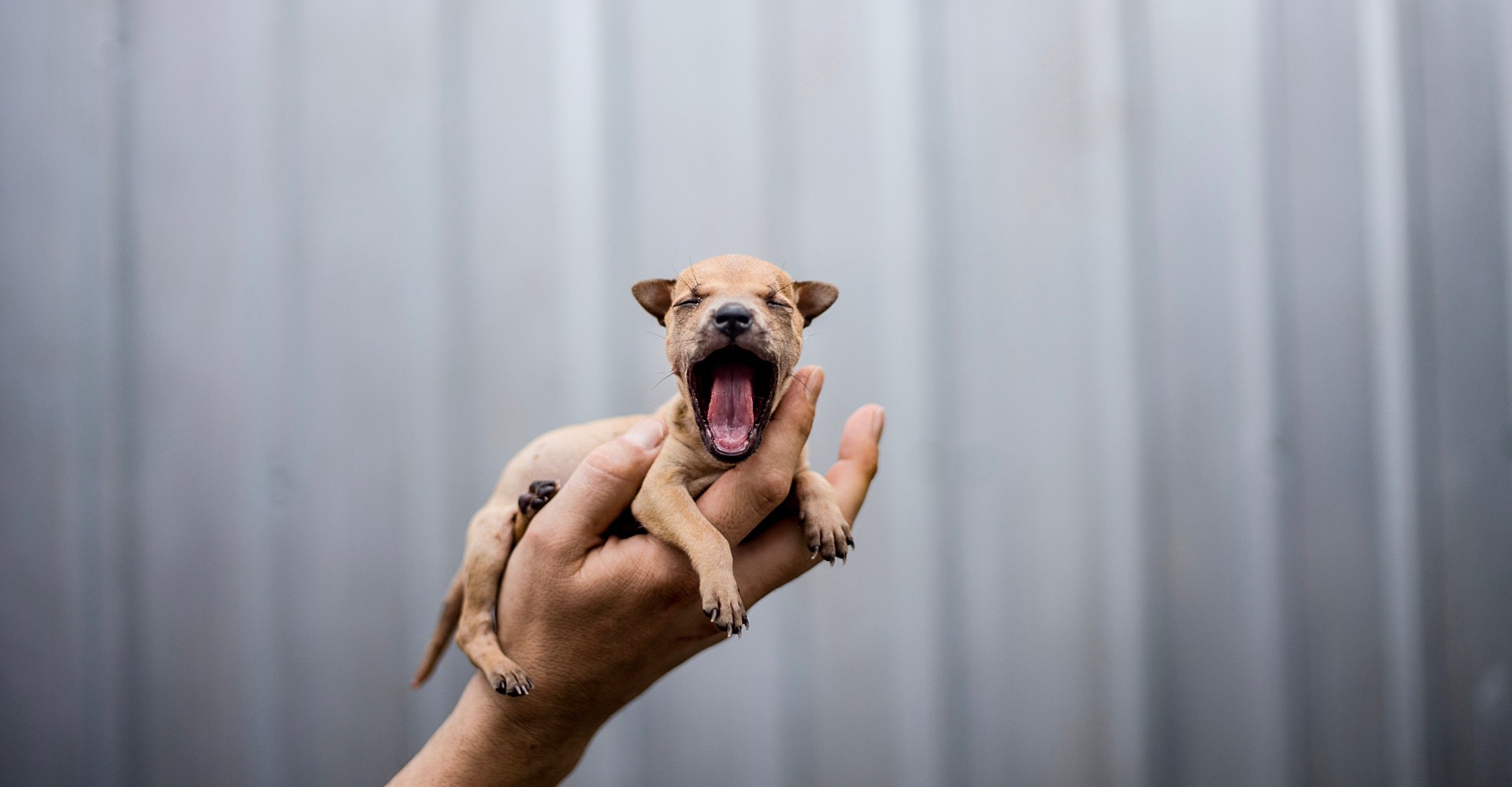 Nine animal-welfare wins mark a cautious year of progress