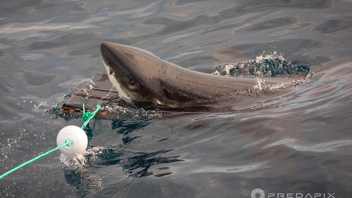 Scientists test bite-resistant wetsuits to reduce shark bite damage