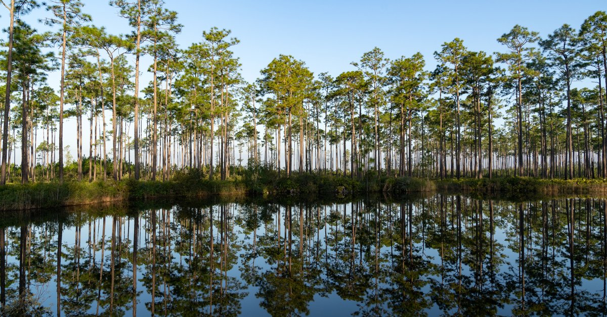 Patagonia funds purchase that halts proposed titanium mine near Okefenokee Swamp