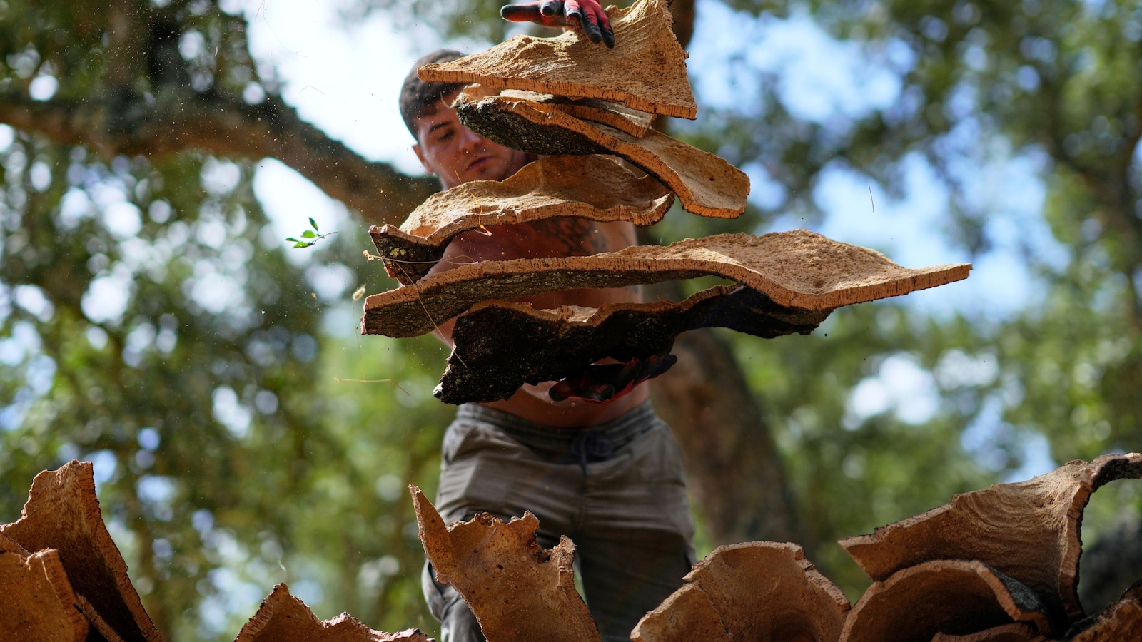 Cork Escapes 15% U.S. Tariff Under U.S.-EU Trade Framework