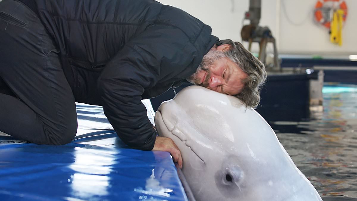 Beluga whales rescued to Iceland 'sea sanctuary' have spent years in small indoor pools, campaigners say