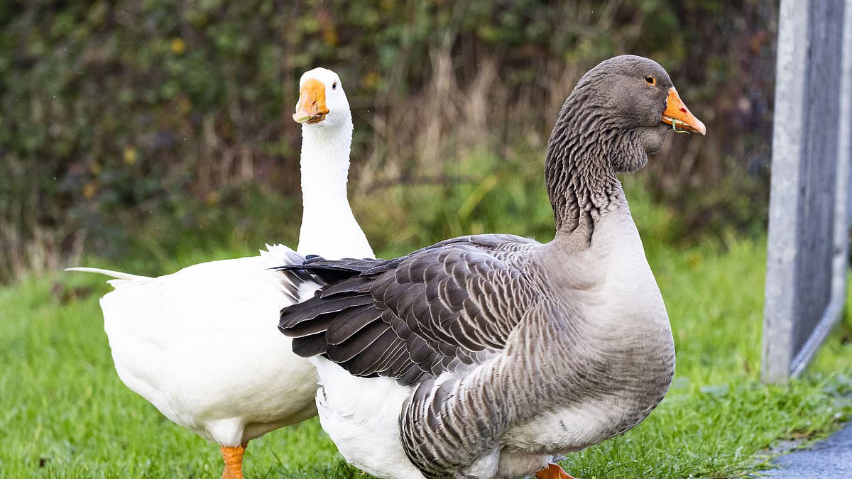 Dozens of wild geese killed for Christmas dinner in spate of attacks
