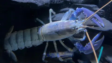 Blue lobsters: scientists question rarity as sightings rise