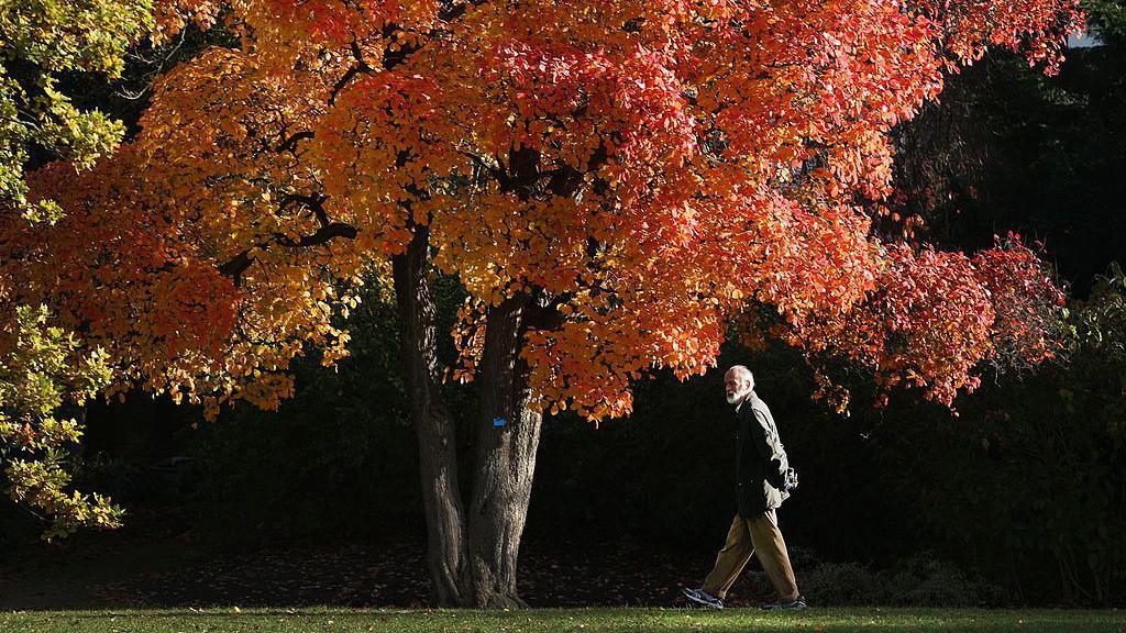 Autumn leaves set to dazzle UK after warm summer