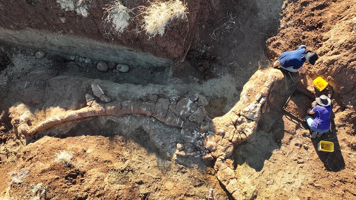 Amateur fossil hunter uncovers near-complete ichthyosaur skeleton in western Queensland