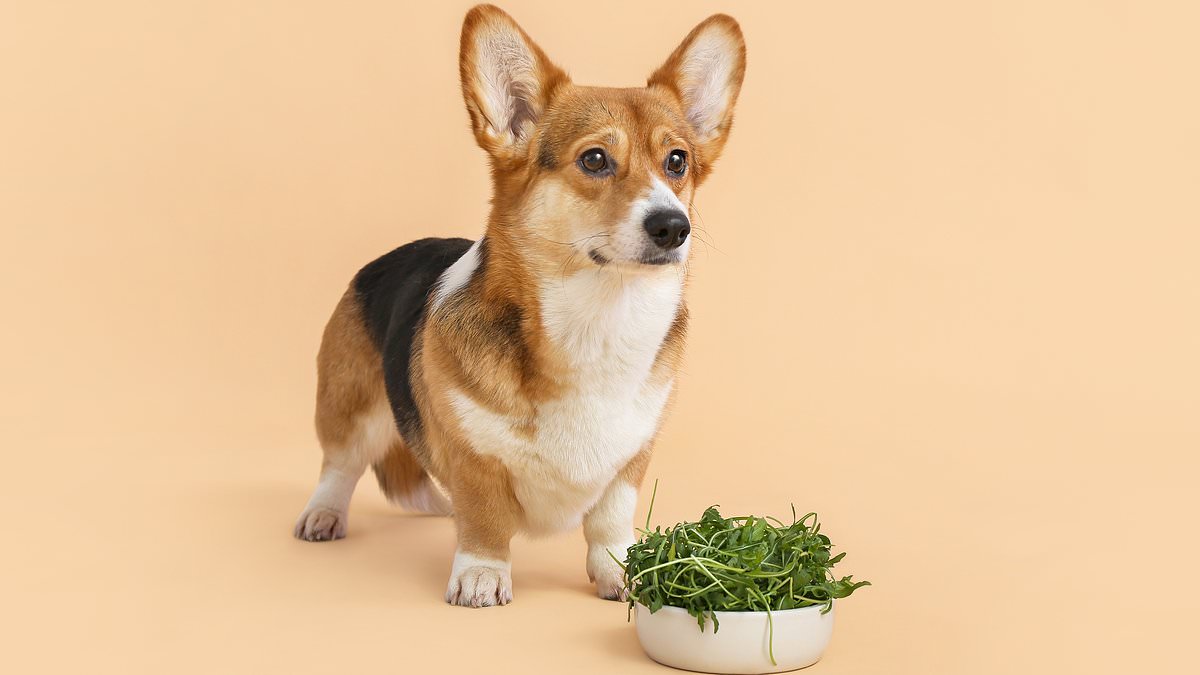 Plant-based dog foods linked to lower environmental footprint, study says