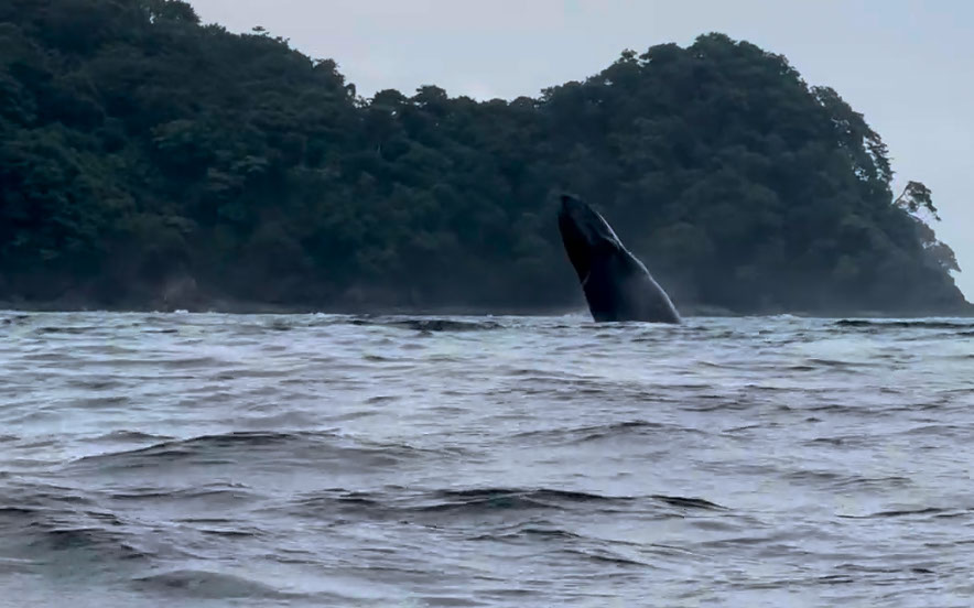 Another view of the kayakers as the whale breaches