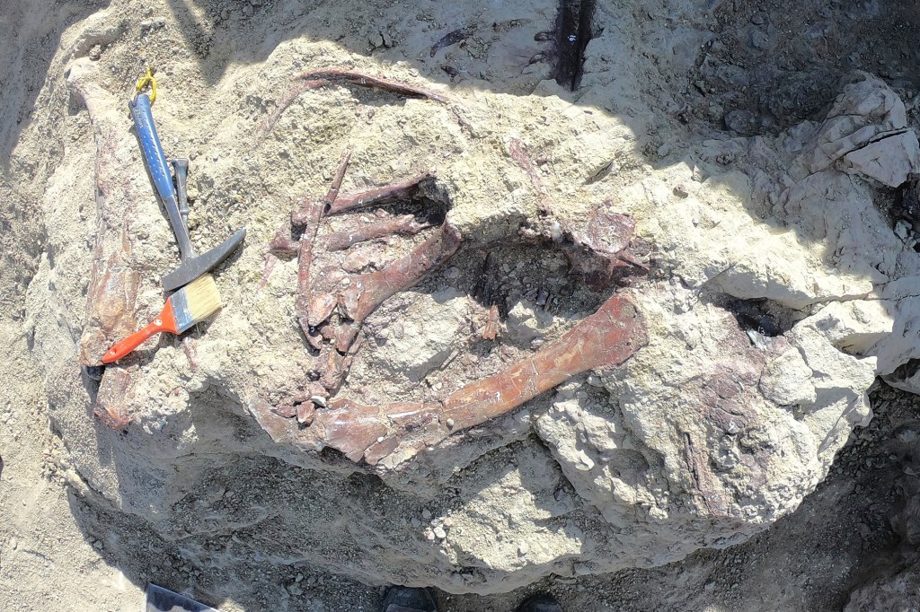 Fossil site photo provided by Marcelo Luna