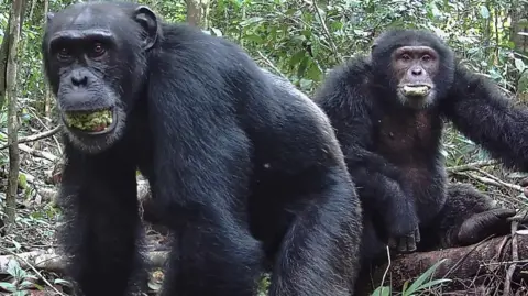 Chimps drink a daily lager-equivalent from ripe fruit, study finds
