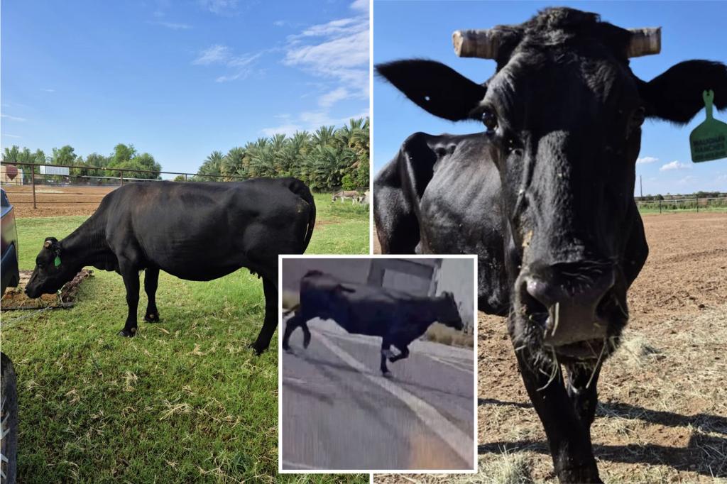Crowdfunded rescue of Mootilda the cow captivates culture and entertainment