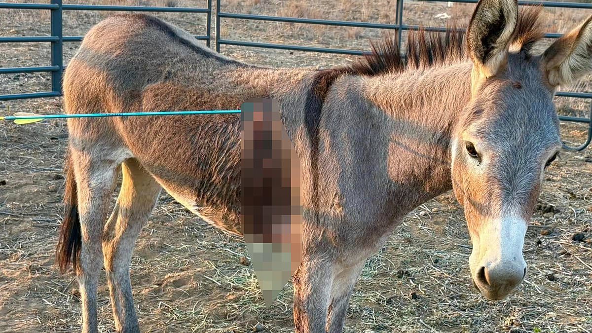 Wild burros in Riverside County struck by arrows in series of attacks; rescue seeks answers
