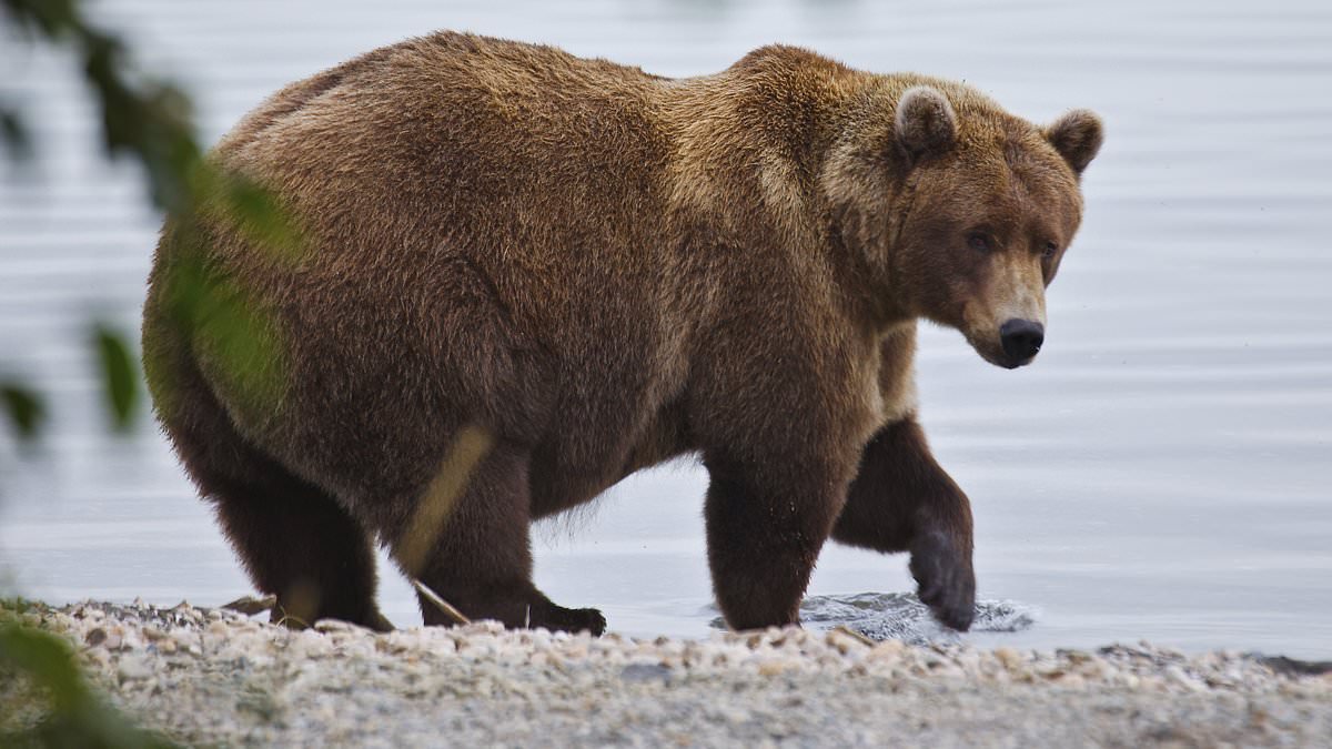 Fat Bear Week 2025 bracket unveiled as Katmai bears vie for title