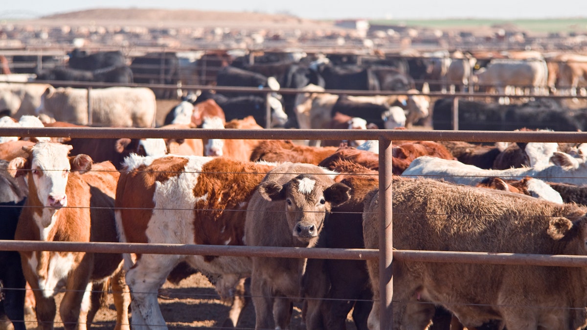 Cattle awaiting slaughter in Texas