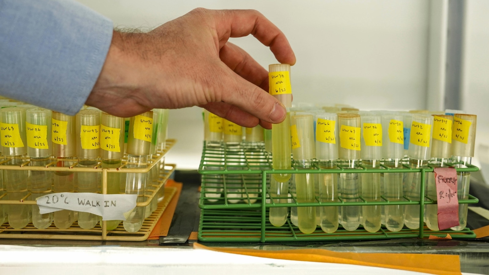 Warming seas could halve populations of crucial phytoplankton, study warns