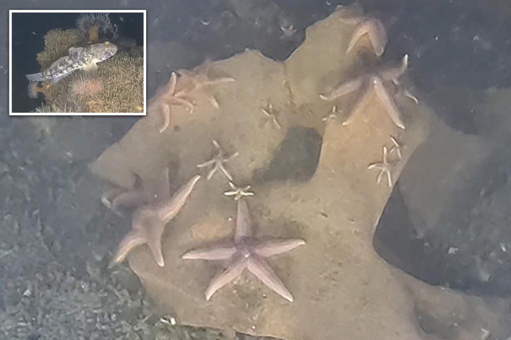 Marine life thrives on World War II explosives in Baltic Sea, study finds