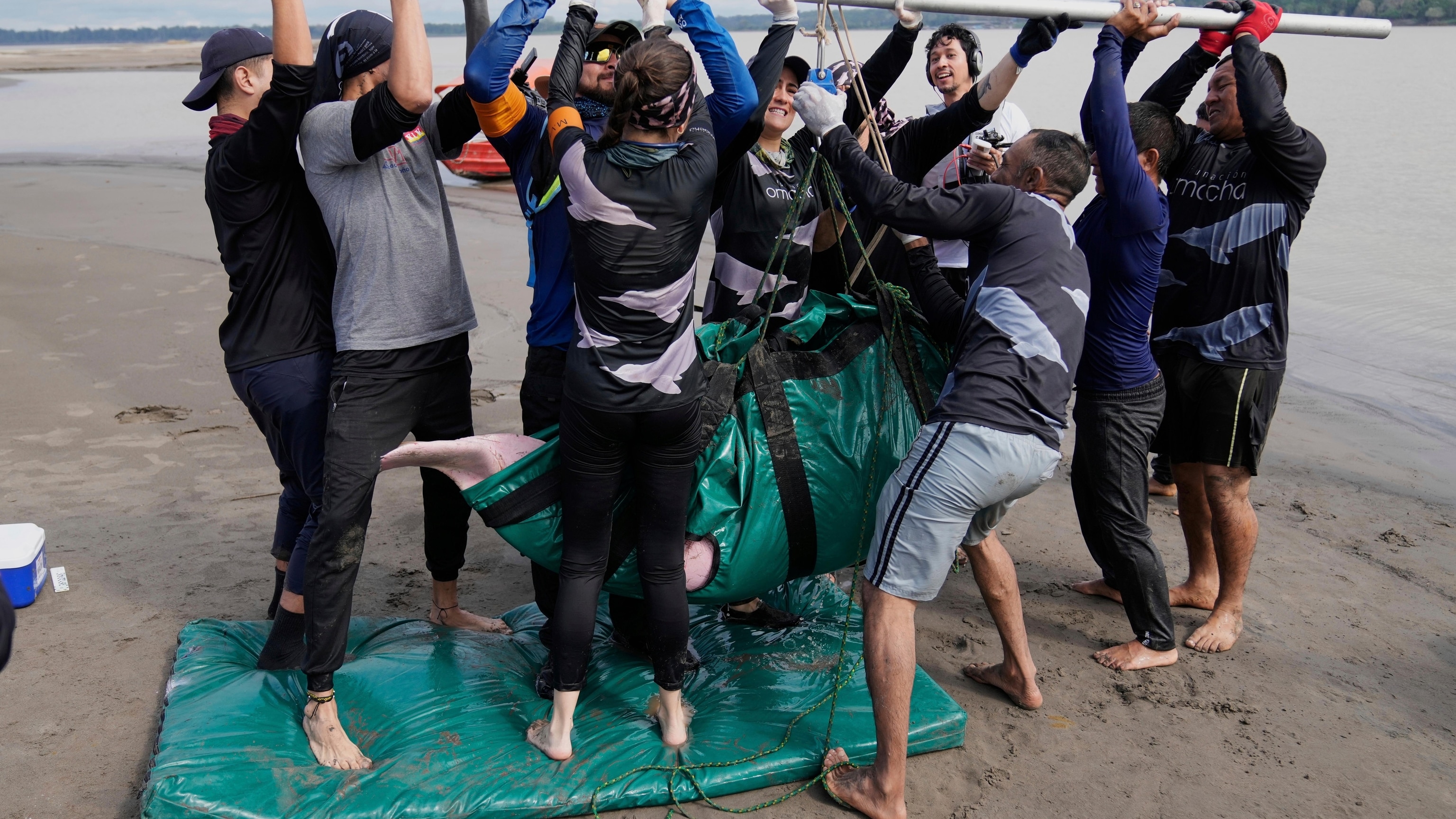 Rising Mercury from Gold Mining Threatens Endangered Pink River Dolphins in the Amazon