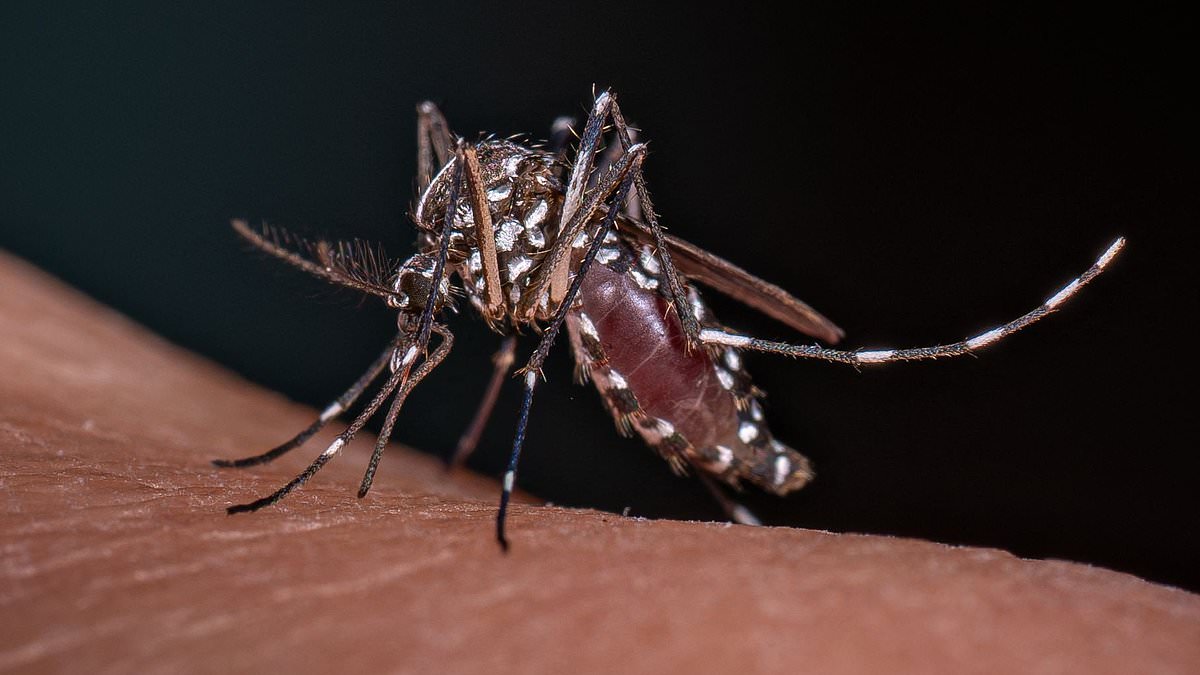 Mosquito-borne diseases surge as experts urge protections; tips to avoid bites