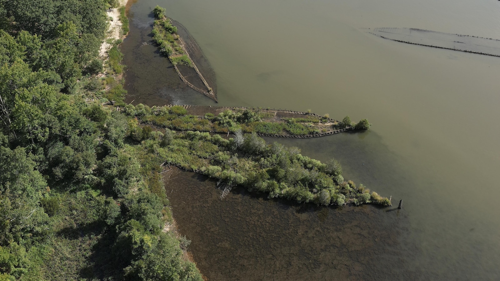 Marine life thriving on World War II explosives in Baltic Sea, study finds