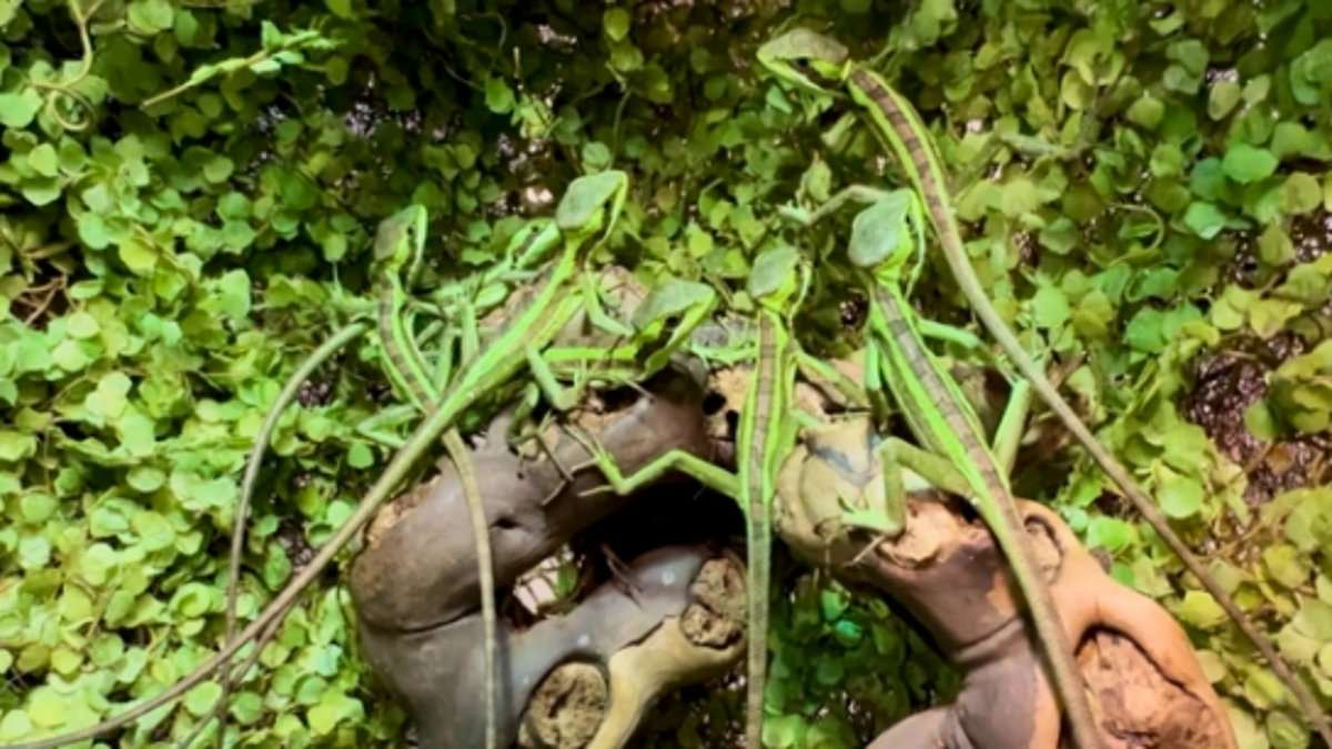Casque-headed iguana at Telford zoo produces eight hatchlings without mating, zoo says