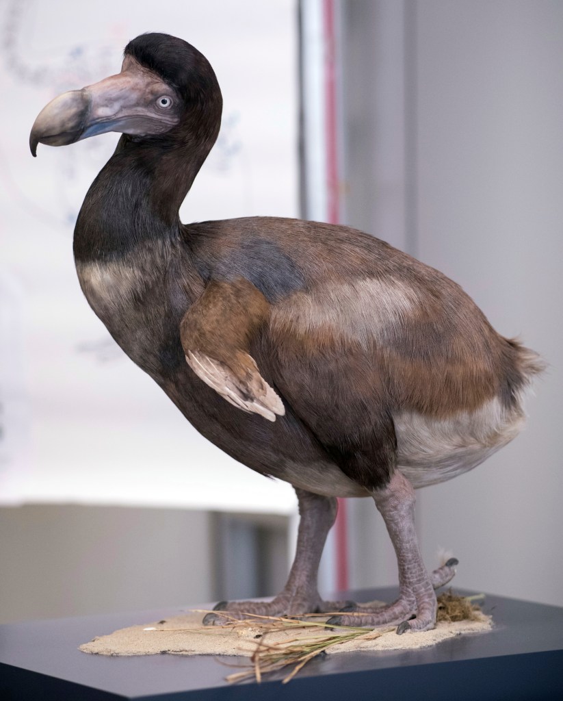 Texas company advances dodo de-extinction with pigeon germ cell breakthrough