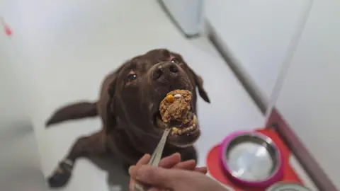 pet receiving treatment